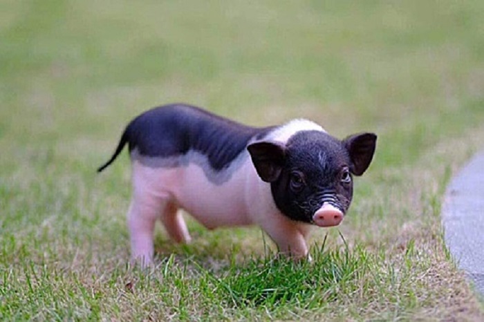 Heo cảnh mini Trung Quốc giá vài triệu đồng một con