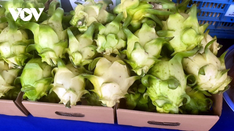 Thanh long vỏ vàng ruột trắng giá cao, nhà vườn nhân rộng