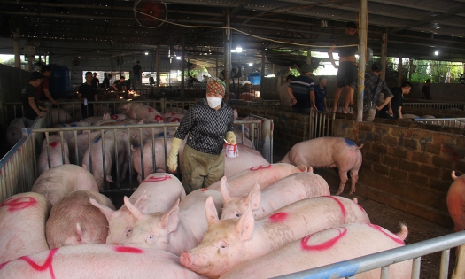 Giá heo hơi hôm nay 15/12: Tăng giảm trái chiều 1.000 đồng/kg