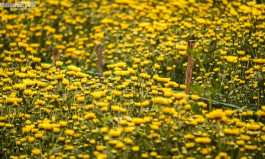 Thủ phủ hoa Quảng Bình lo 'cháy hàng' dịp Tết Nguyên đán