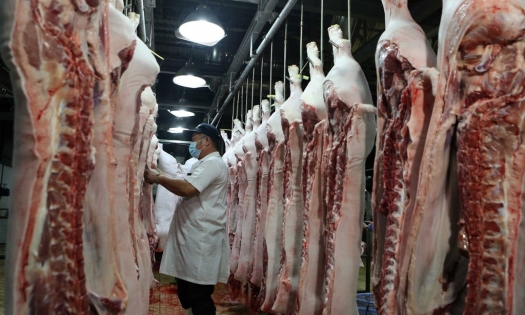 Giá heo hơi hôm nay 8/1: Tiếp tục duy trì xu hướng đi ngang