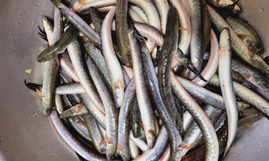 Cá kèo tăng giá chóng mặt, dân nuôi không có mà bán