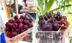 Cherry nhập khẩu rớt giá quá nửa, bà nội trợ đua nhau mua