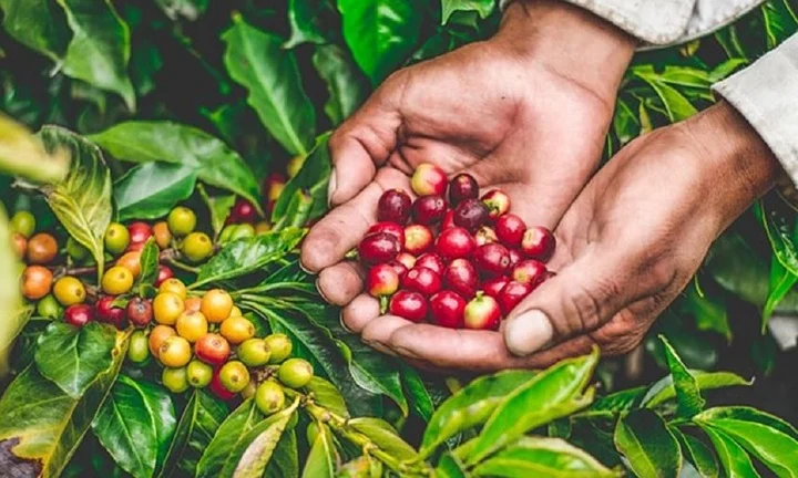 Giá cà phê hôm nay 28/11: Tăng mạnh, lên mức cao nhất từ trước đến nay