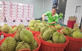 Siết chặt chất lượng nông sản xuất khẩu